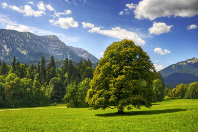 Baum vor Bergen Baum vor Bergen